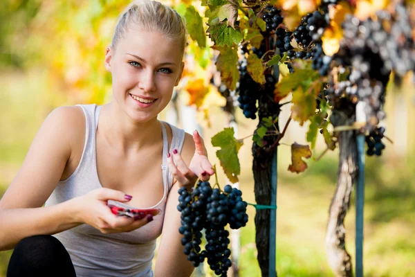 Beautiful young blonde woamn harvesting grapes in vineyard — Stock Photo, Image