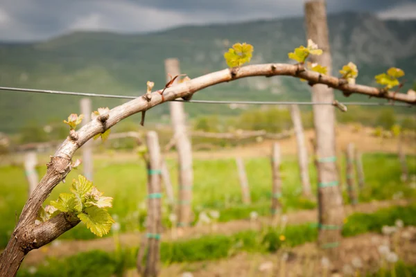 Vineyard in Slovenia in early spring — Stock Photo, Image