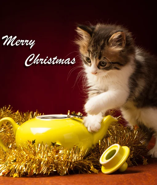 Jonge kat spelen met Kerst ornamenten — Stockfoto