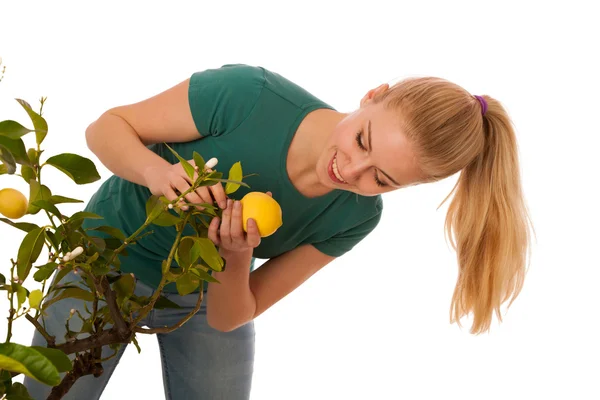Mulher loira colhendo grandes limões amarelos de crescer organicamente — Fotografia de Stock
