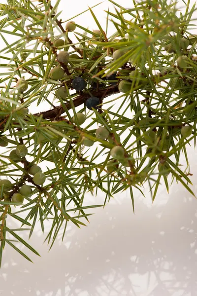 Ramo de zimbro de coníferas com bagas verdes e azuis . — Fotografia de Stock