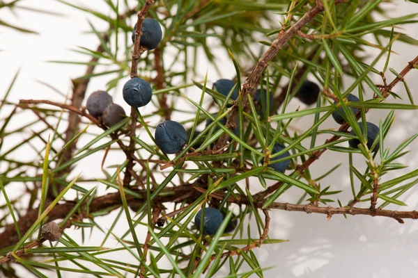 Rama de enebros de coníferas con bayas verdes y azules . — Foto de Stock