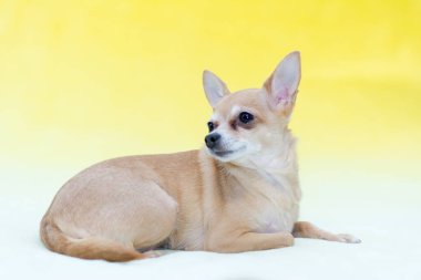 Köpek - sarı arka planda küçük kırmızı oyuncak teriyeri