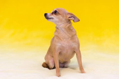 Köpek - sarı arka planda küçük kırmızı oyuncak teriyeri