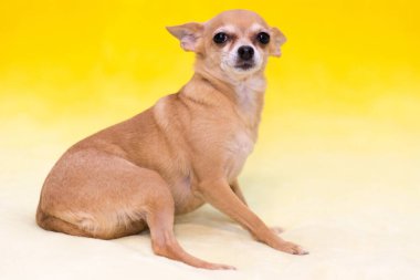 Köpek - sarı arka planda küçük kırmızı oyuncak teriyeri