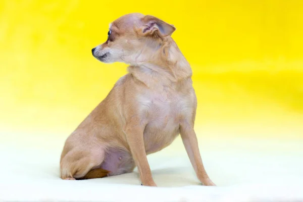 Cão Pequeno Terrier Brinquedo Vermelho Contexto Amarelo — Fotografia de Stock