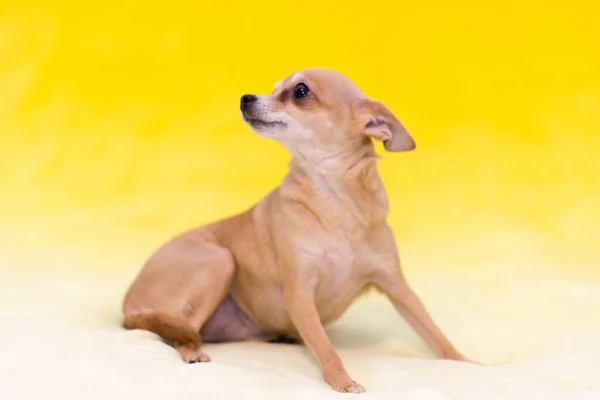 Cão Pequeno Terrier Brinquedo Vermelho Contexto Amarelo — Fotografia de Stock