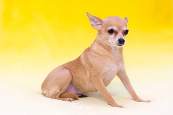 Pies Mała Czerwona Zabawka Terrier Żółtym Tle — Zdjęcie stockowe