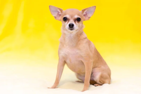 Pies Mała Czerwona Zabawka Terrier Żółtym Tle — Zdjęcie stockowe