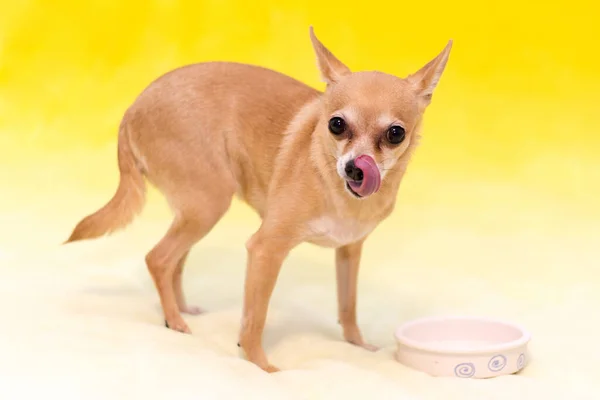 Σκύλος Μικρό Κόκκινο Τεριέ Παιχνίδι Κίτρινο Φόντο — Φωτογραφία Αρχείου