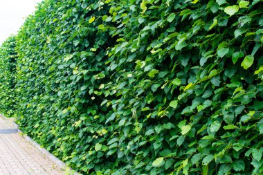 Diveevo, Rusya. 12 Haziran 2021. Sıraya dizilmiş yeşil duvar.