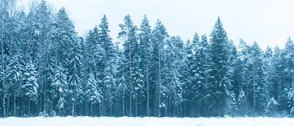 Rusya, Opalikha. 6 Ocak 2021. Kış karlı ladin ormanı.