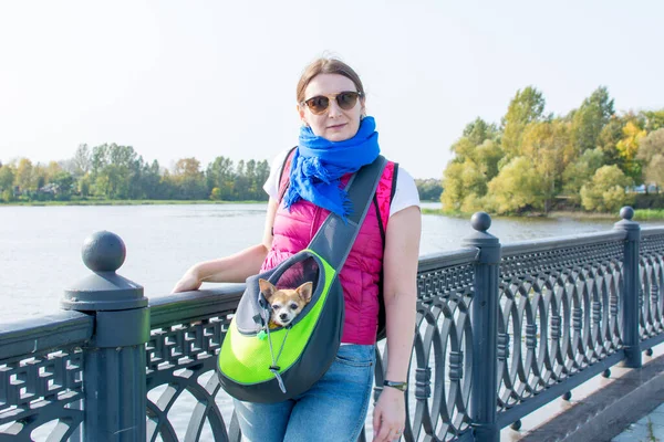 Yaroslavl. - Rusya. 20 Eylül 2020. Köpeği olan bir kadın Volga Nehri seti boyunca yürüyüşe çıktı..