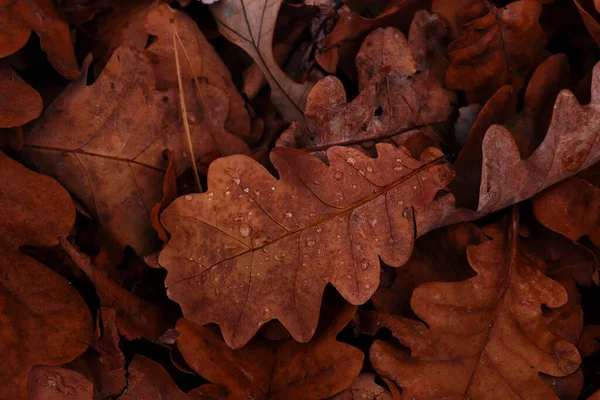 Foglie Quercia Con Gocce Acqua Concetto Tardo Autunno Fondo Naturale — Foto Stock