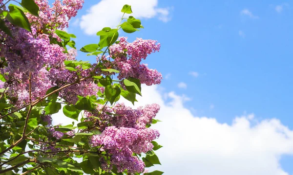 Lilac tree flowers. Lilac blossom on a blue sky background. Spring season, beautiful flowers in sunny day, nature detail. Copy space.