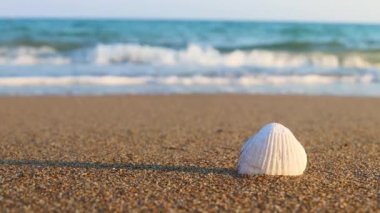 Kumsalda beyaz deniz kabuğu ve güneşli bir yaz gününde deniz dalgaları. Plaj tatili