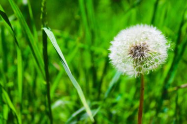 Yeşil çimlerin üzerinde karahindiba. Çiçek arkaplan. Seçici odak, boşluğu kopyala.