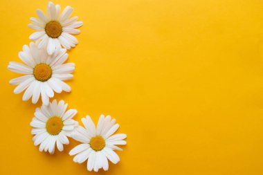 Papatyalar, sarı sulu arka planda papatyalar. Çiçek arkaplan. Yaz ya da bahar konsepti. Üst görünüm, düz görünüm, metin için alanı kopyala.