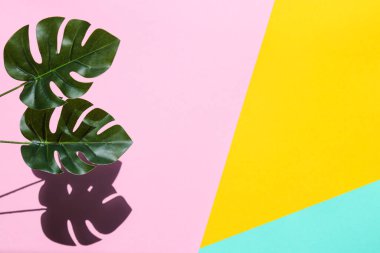 Bright summer background. Monstera leaves on a yellow-pink-mint background. Summer concept. Hard light. Top view, flat lay with copy space