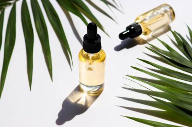 Bir şişe kozmetik yağı ve palmiye yaprağı. Güzellik ve vücut bakımı kavramı. Serum cilt bakımı ürünü. Sert ışık.