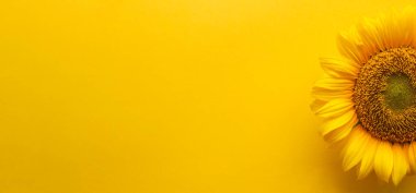 Ayçiçekli sarı pankart ve kopyalama alanı. Metin için yer, ayçiçeği yağı reklamı