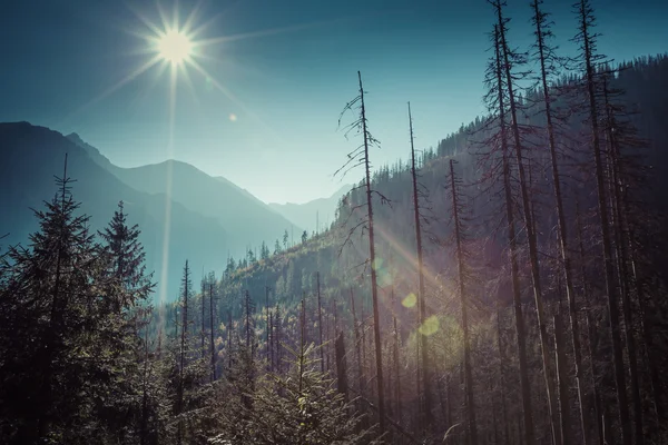 Letní pohled na les s jehličnatými stromy, těžce poškozeny silnou vichřici — Stock fotografie