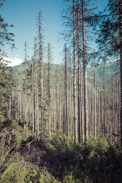 Polonia Parque Nacional de Tatra en las Montañas Tatra, parte de las Montañas Cárpatas — Foto de Stock