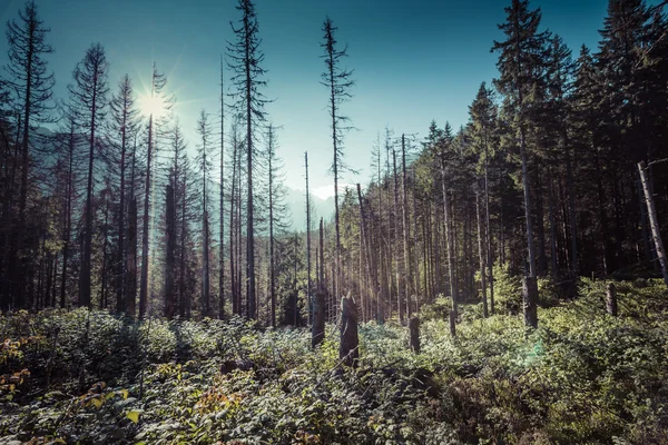 Letní pohled na les s jehličnatými stromy silně poničen — Stock fotografie