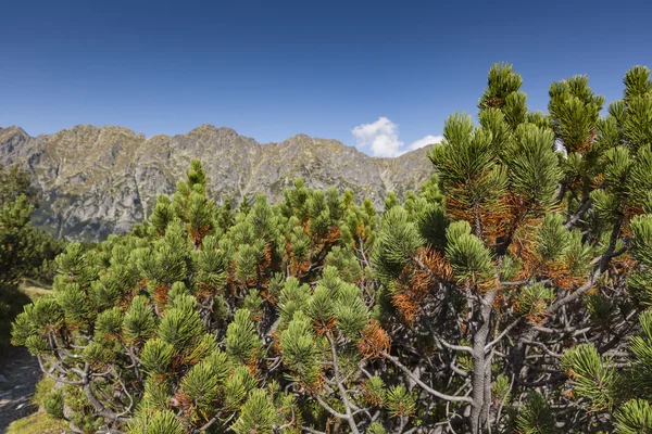 Polonia Parque Nacional de Tatra en las montañas de Tatra, parte de Carpath — Foto de Stock