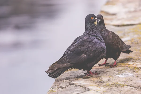 Two pigeons on a wood post show affection towards each other — Stock Photo, Image