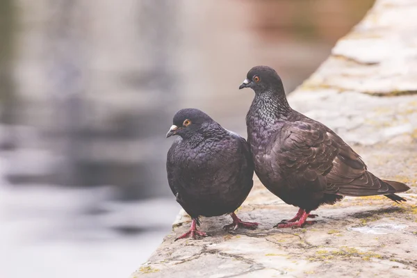 Deux pigeons sur un poteau de bois montrent de l'affection l'un pour l'autre — Photo