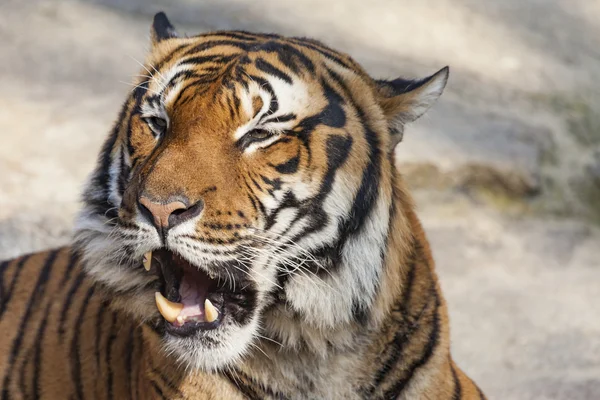 Nahaufnahme eines Tiger-Gesichts. — Stockfoto