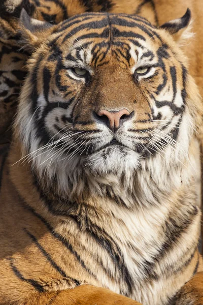 Close-up van een gezicht tijgers. — Stockfoto