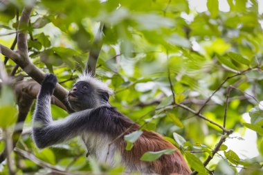 Zanzibar kırmızı colobus maymun (Procolobus kirkii), nesli tehlike altında olan Joza