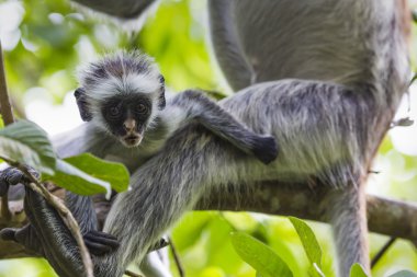 Zanzibar kırmızı colobus maymun (Procolobus kirkii), nesli tehlike altında olan Joza
