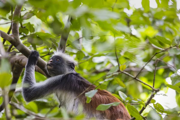 잔지바르 붉은 콜로 부스 원숭이 (Procolobus kirkii), 멸종 위기에 놓인 Joza — 스톡 사진