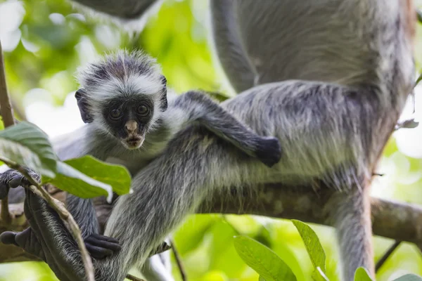 Zanzibar kırmızı colobus maymun (Procolobus kirkii), nesli tehlike altında olan Joza