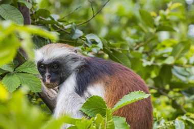 Zanzibar kırmızı colobus maymun (Procolobus kirkii), nesli tehlike altında olan Joza
