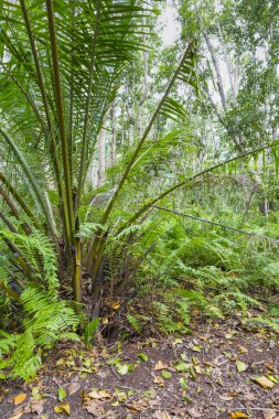 jozani orman, zanzibar, Tanzanya