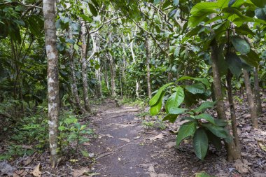 jozani orman, zanzibar, Tanzanya