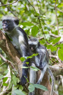 Zanzibar kırmızı colobus maymun (Procolobus kirkii), nesli tehlike altında olan Joza