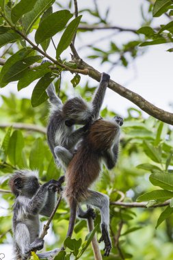 Zanzibar kırmızı colobus maymun (Procolobus kirkii), nesli tehlike altında olan Joza