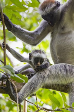Zanzibar kırmızı colobus maymun (Procolobus kirkii), nesli tehlike altında olan Joza