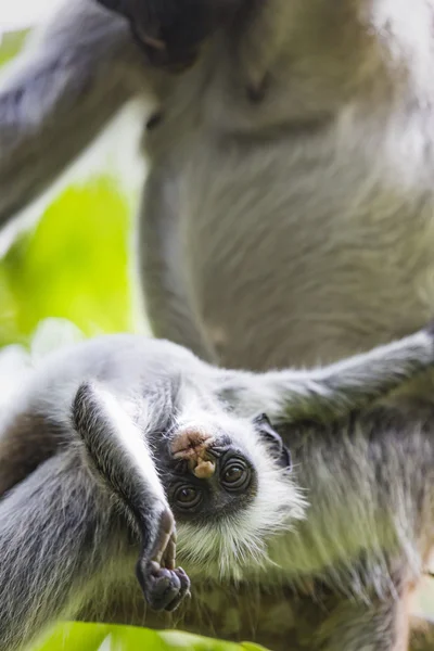 Mono colobo rojo en peligro de extinción (Procolobus kirkii), Joza —  Fotos de Stock