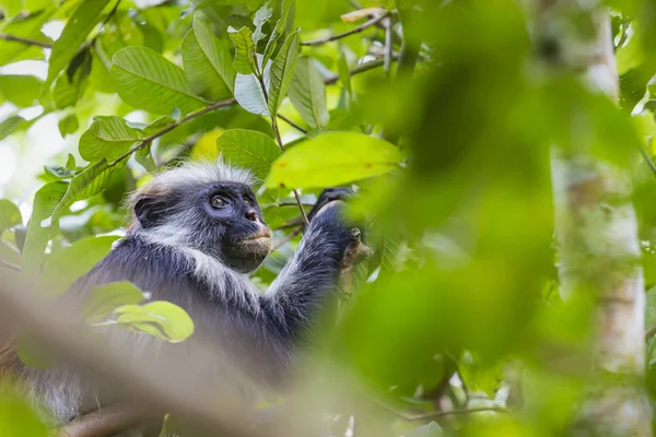 Truet Zanzibars røde kolobus-ape (Procolobus kirkii), Joza – stockfoto
