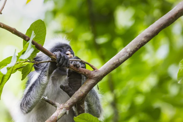 En voie de disparition Singe colobus rouge (Procolobus kirkii), Joza — Photo