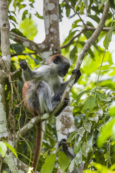 잔지바르 붉은 콜로 부스 원숭이 (Procolobus kirkii), 멸종 위기에 놓인 Joza — 스톡 사진