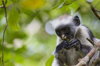 Zanzibar kırmızı colobus maymun (Procolobus kirkii), nesli tehlike altında olan Joza