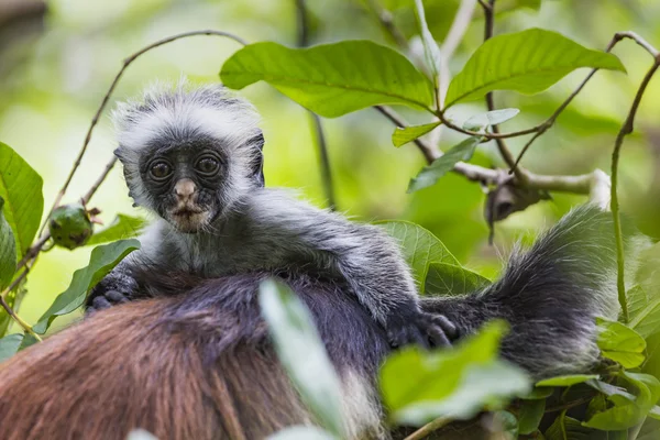 Σε κίνδυνο Ζανζιβάρη κόκκινο colobus μαϊμού (Procolobus kirkii), Joza — Φωτογραφία Αρχείου
