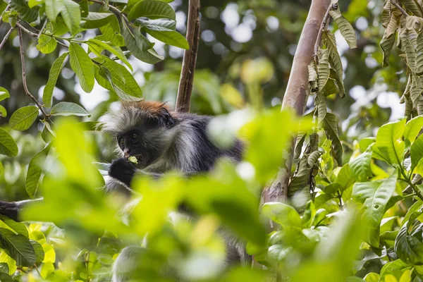 Gefährdeter Sansibar-Roter Colobus-Affe (Procolobus kirkii), Joza — Stockfoto